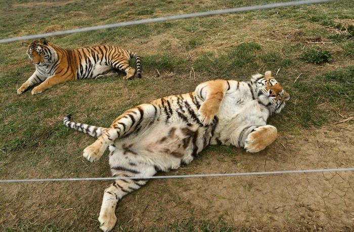 Điều gì sẽ xảy ra nếu những con mèo có kích thước tương tự như loài hổ? - Ảnh 1.