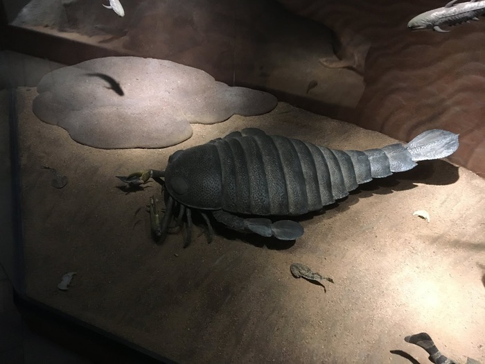 Loài bọ cạp biển dài 2 mét đã tuyệt chủng bất ngờ được phát hiện ở Úc - Ảnh 1.