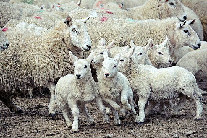 Năm 2005, 1.500 con cừu bất ngờ lao xuống vách đá tự sát tập thể, chuyên gia chỉ ra sai lầm đáng tiếc - Ảnh 2.