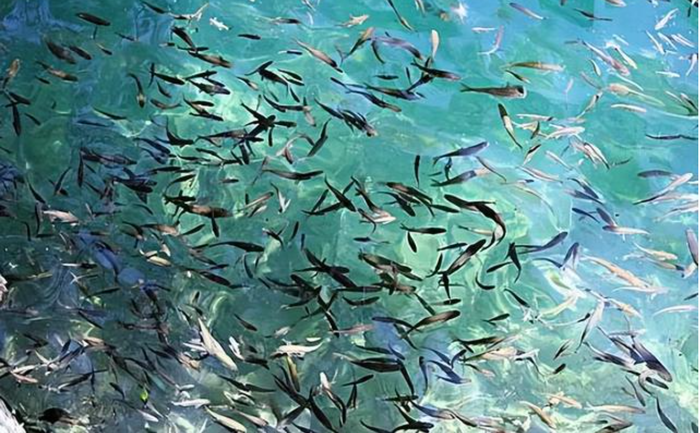 Hang động kỳ lạ &quot;phun ra&quot; hàng chục nghìn con cá mỗi năm, chuyên gia: Chúng là hoá thạch sống - Ảnh 3.