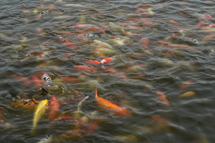 Người dân Hà Nội thích thú vui đùa với 12.000 con cá Koi trong ngày cuối tuần - Ảnh 2.