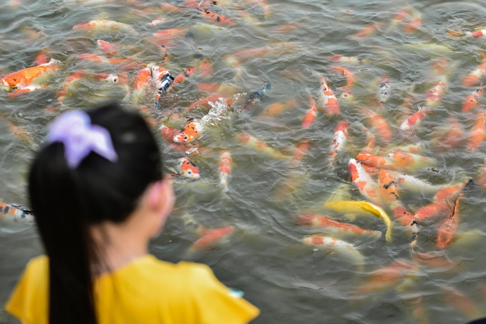 Người dân Hà Nội thích thú vui đùa với 12.000 con cá Koi trong ngày cuối tuần - Ảnh 4.