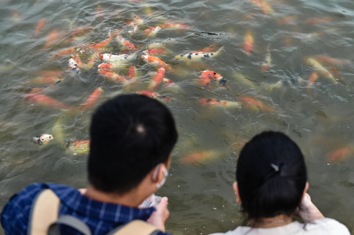 Người dân Hà Nội thích thú vui đùa với 12.000 con cá Koi trong ngày cuối tuần - Ảnh 6.