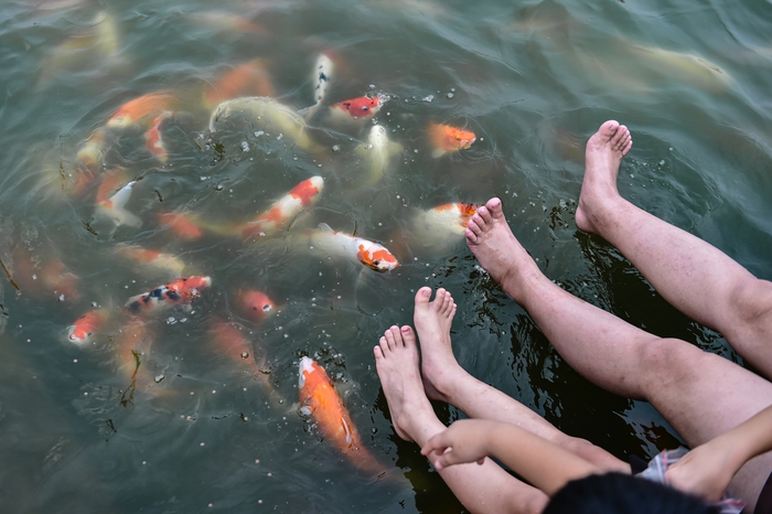 Người dân Hà Nội thích thú vui đùa với 12.000 con cá Koi trong ngày cuối tuần - Ảnh 9.