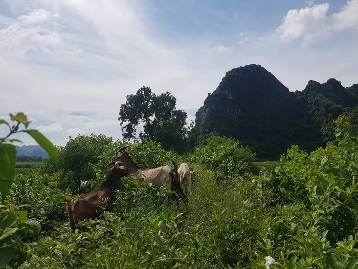 Dê được nuôi trên núi ở thôn Ái Nàng (ảnh: P Hùng)