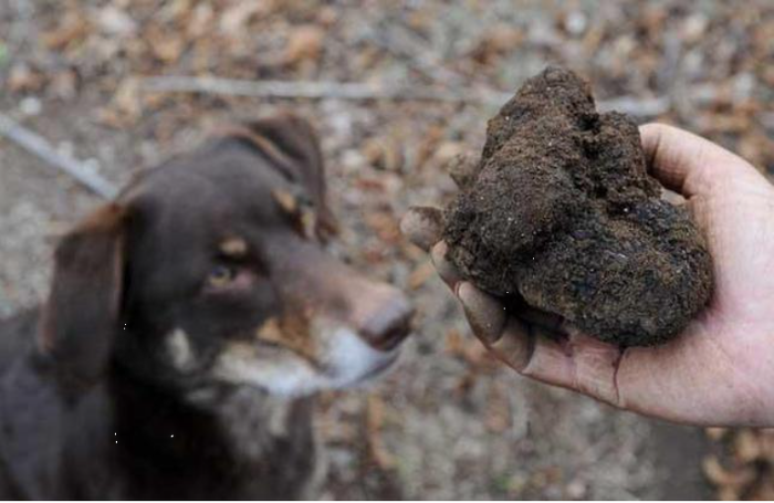 Lão nông đào được "hòn đá" đen xì tỏa mùi thơm, chuyên gia: 1 tỷ chỉ mua được 2 kg - Ảnh 3.