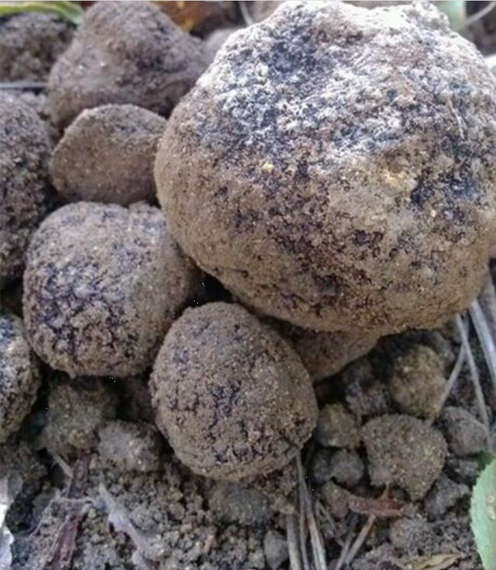 Lão nông đào được "hòn đá" đen xì tỏa mùi thơm, chuyên gia: 1 tỷ chỉ mua được 2 kg - Ảnh 2.