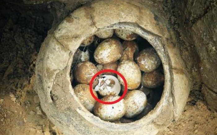 Vì sao các nhà khảo cổ lại sợ “trứng gà” khi khai quật mộ cổ? - Ảnh 4.