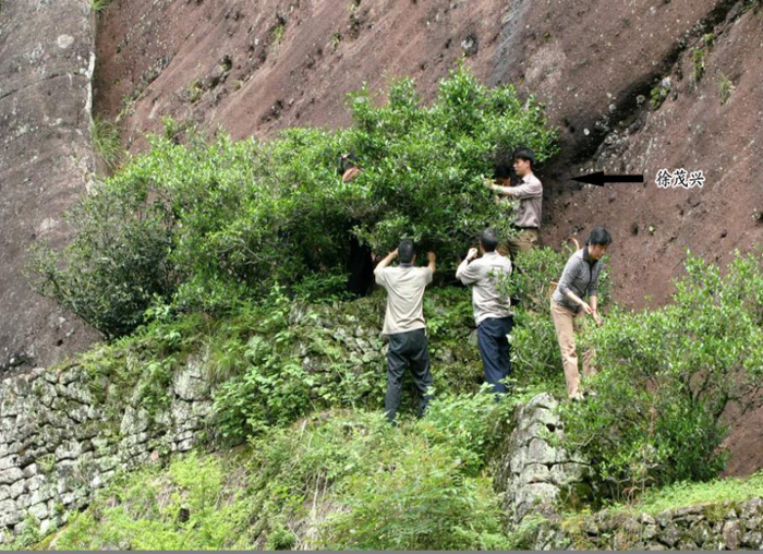 Loại cây mỗi năm chỉ ra vài gram thành phẩm, hiếm tới mức được chính quyền thành phố mua bảo hiểm hơn 300 tỷ - Ảnh 4.