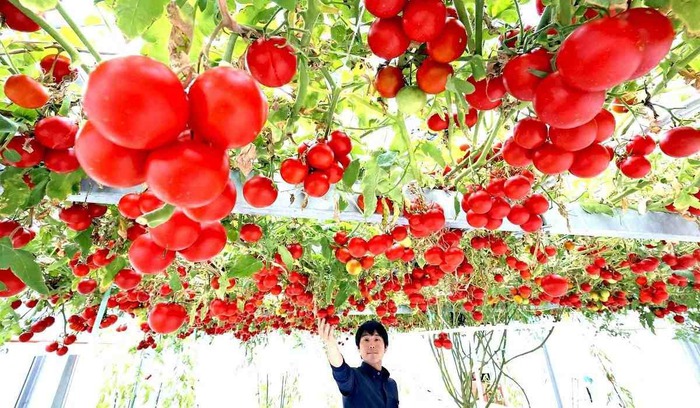 Chuyện lạ có thật ở Nhật Bản: Cây cà chua siêu &quot;mắn&quot; cho ra 12.000 trái, hái mỏi tay không hết - Ảnh 1.