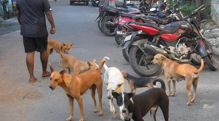 Vì sao chó bỗng trở thành mối nguy hại mới tại Ấn Độ? - Ảnh 2.