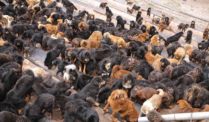 Chó ngao Tây Tạng đang hình thành những 'quân đoàn' đánh gấu nâu, báo tuyết, sói để kiếm thức ăn - Ảnh 5.