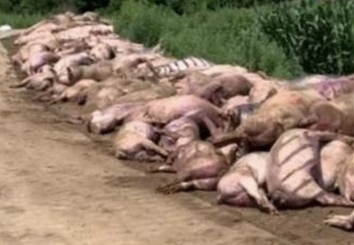 Chỉ trong 1 đêm, 462 con lợn bị sốc nhiệt tại một trang trại: Chuyện gì đang xảy ra ở Trung Quốc? - Ảnh 1.