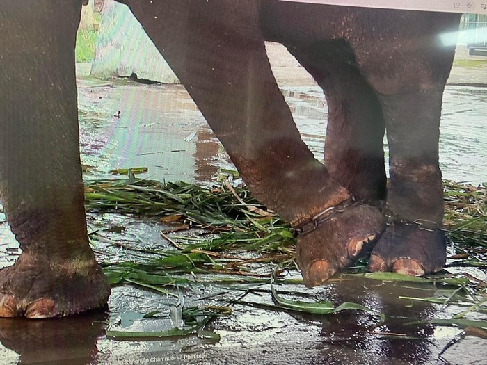 Xót xa cảnh hai con voi ở Công viên Thủ Lệ bị sợi xích khóa chân, in hằn lên da thịt  - Ảnh 1.