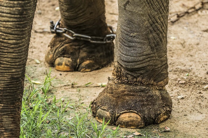 Xót xa cảnh hai con voi ở Công viên Thủ Lệ bị sợi xích khóa chân, in hằn lên da thịt  - Ảnh 4.