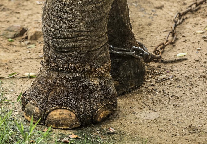 Xót xa cảnh hai con voi ở Công viên Thủ Lệ bị sợi xích khóa chân, in hằn lên da thịt  - Ảnh 8.