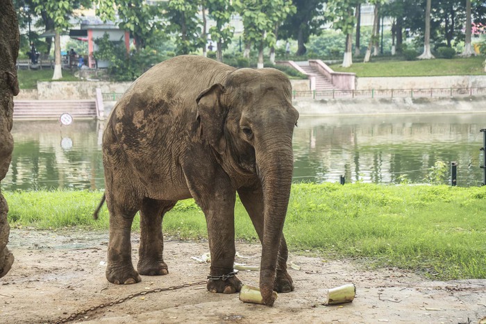 Xót xa cảnh hai con voi ở Công viên Thủ Lệ bị sợi xích khóa chân, in hằn lên da thịt  - Ảnh 7.