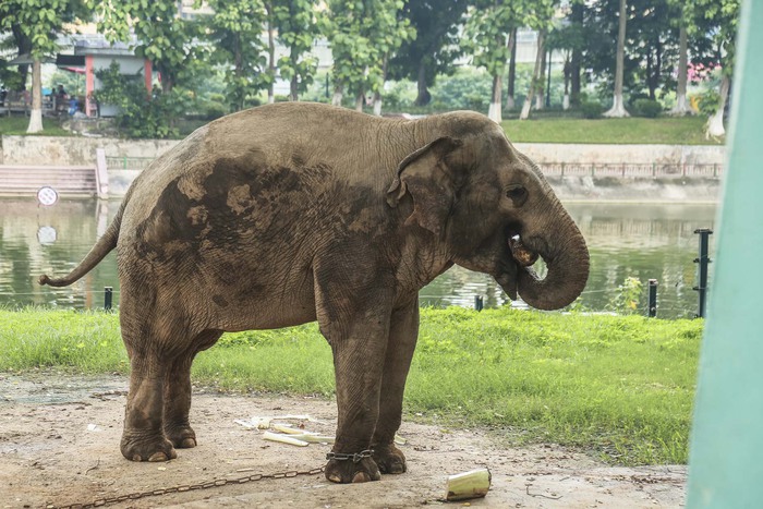 Xót xa cảnh hai con voi ở Công viên Thủ Lệ bị sợi xích khóa chân, in hằn lên da thịt  - Ảnh 3.
