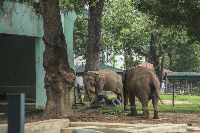 Xót xa cảnh hai con voi ở Công viên Thủ Lệ bị sợi xích khóa chân, in hằn lên da thịt  - Ảnh 2.