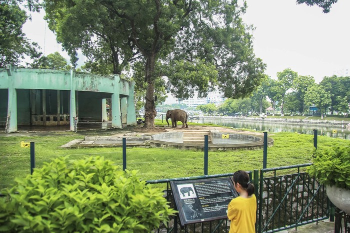 Xót xa cảnh hai con voi ở Công viên Thủ Lệ bị sợi xích khóa chân, in hằn lên da thịt  - Ảnh 6.