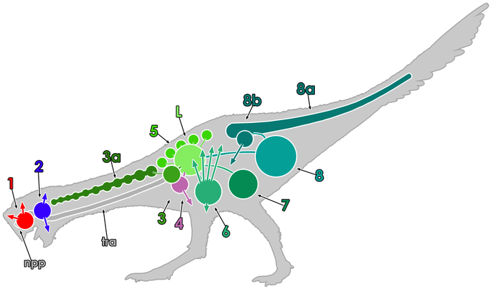 Phát hiện cơ thế hô hấp kỳ lạ của loài khủng long: Cơ chế thở thông qua xương - Ảnh 2.