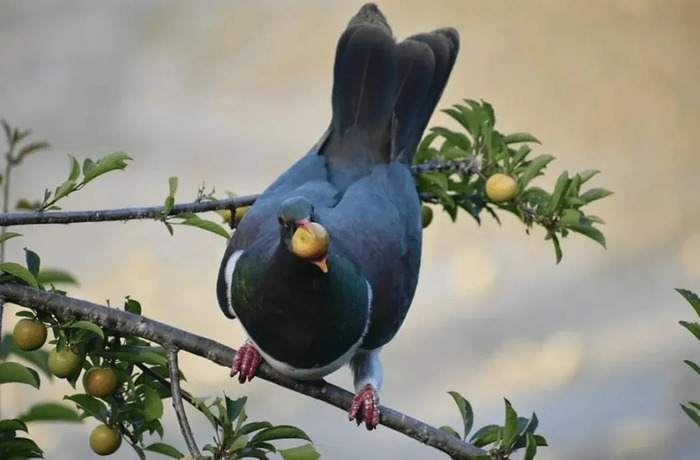 Vì sao loài chim bồ câu gỗ New Zealand được mệnh danh là 'những gã say xỉn trên trời'? - Ảnh 3.
