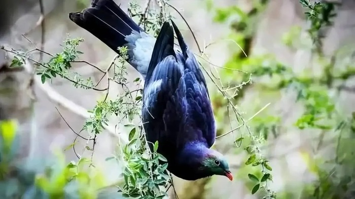 Vì sao loài chim bồ câu gỗ New Zealand được mệnh danh là 'những gã say xỉn trên trời'? - Ảnh 4.