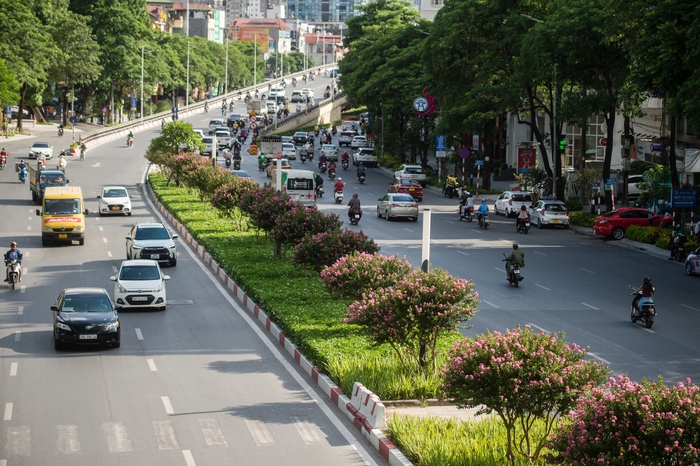 Hoa tường vi bung nở rực rỡ thay thế hàng cây phong lá đỏ ở Hà Nội - Ảnh 1.