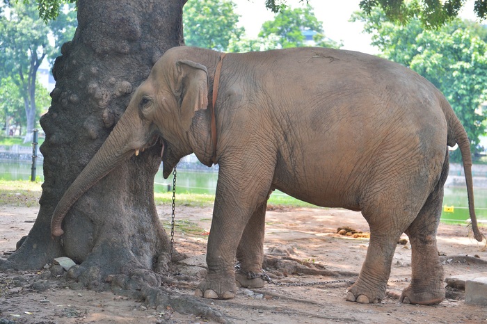 Lãnh đạo vườn thú Hà Nội nói về 2 con voi bị xích chân - Ảnh 3.