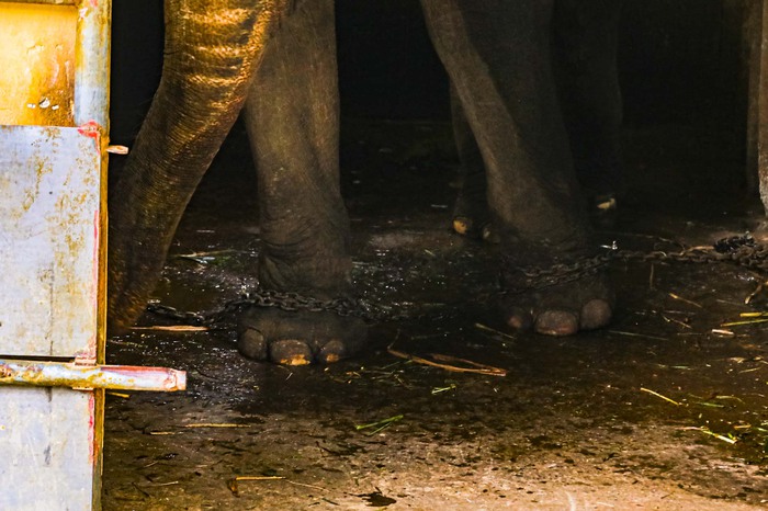 Người dân bức xúc về con voi ở Thiên Đường Bảo Sơn bị xích chân, nhốt trong chuồng - Ảnh 6.