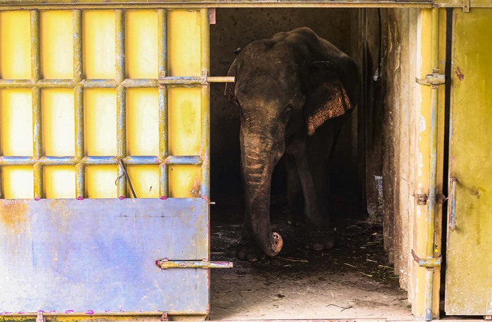 Người dân bức xúc về con voi ở Thiên Đường Bảo Sơn bị xích chân, nhốt trong chuồng - Ảnh 5.