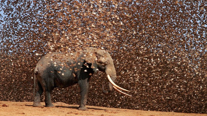 Điều gì sẽ xảy ra nếu 200.000 con chim sẻ điên châu Phi đồng loạt tấn công voi? - Ảnh 1.