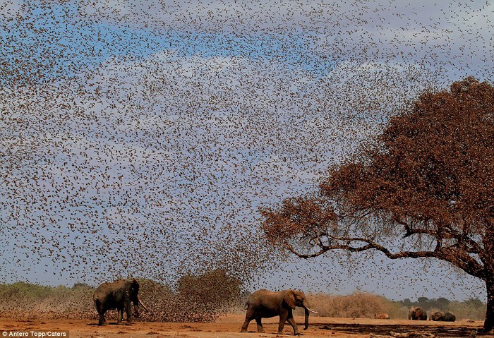 Điều gì sẽ xảy ra nếu 200.000 con chim sẻ điên châu Phi đồng loạt tấn công voi? - Ảnh 3.