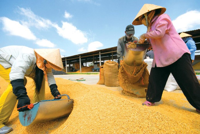 Xuất khẩu gạo gắn với thương hiệu và uy tín quốc gia  - Ảnh 2.