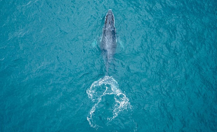 Vi nhựa đã được phát hiện trong mô cơ thể cá voi và cá heo - Ảnh 1.