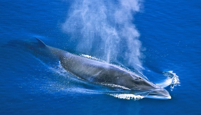 Vi nhựa đã được phát hiện trong mô cơ thể cá voi và cá heo - Ảnh 4.