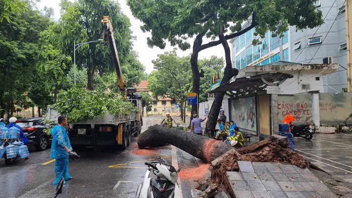 Hà Nội: Cây xà cừ bật gốc trong ngày mưa đè trúng xe buýt - Ảnh 2.