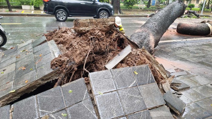 Hà Nội: Cây xà cừ bật gốc trong ngày mưa đè trúng xe buýt - Ảnh 4.