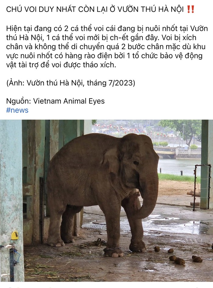 Sự thật về thông tin “Vườn thú Hà Nội chỉ còn duy nhất một chú voi” - Ảnh 1.