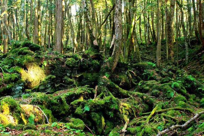 “Cánh rừng tự sát” nổi danh của Nhật Bản hiện ra sao sau nhiều năm mang đầy truyền thuyết ám ảnh? - Ảnh 5.