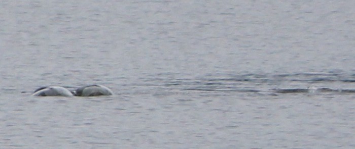 &quot;Thợ săn&quot; quái vật hồ Loch Ness công bố bức ảnh chứng minh sự tồn tại đáng kinh ngạc của thủy quái huyền thoại? - Ảnh 4.