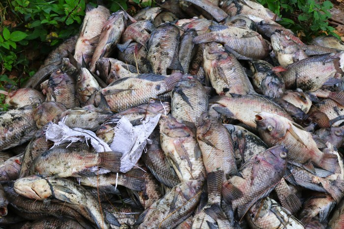 Cá chết nổi trắng kênh Đa Cô ở Đà Nẵng - Ảnh 9.