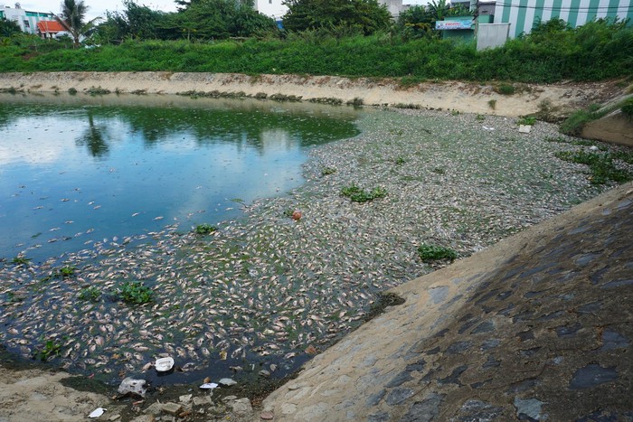 Cá chết nổi trắng kênh Đa Cô ở Đà Nẵng - Ảnh 1.