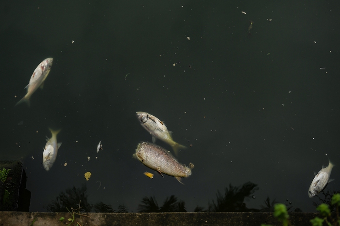 Hà Nội: Người dân nhăn mặt trước cảnh cá chết hàng loạt, bốc mùi hôi thối nồng nặng tại Hồ Tây - Ảnh 3.