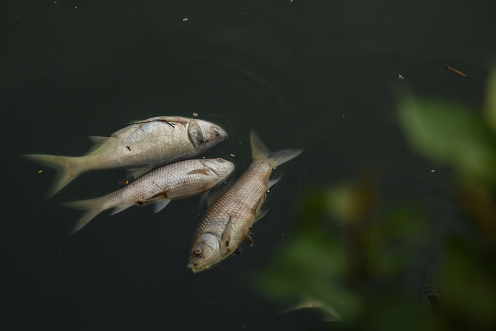 Hà Nội: Người dân nhăn mặt trước cảnh cá chết hàng loạt, bốc mùi hôi thối nồng nặng tại Hồ Tây - Ảnh 8.