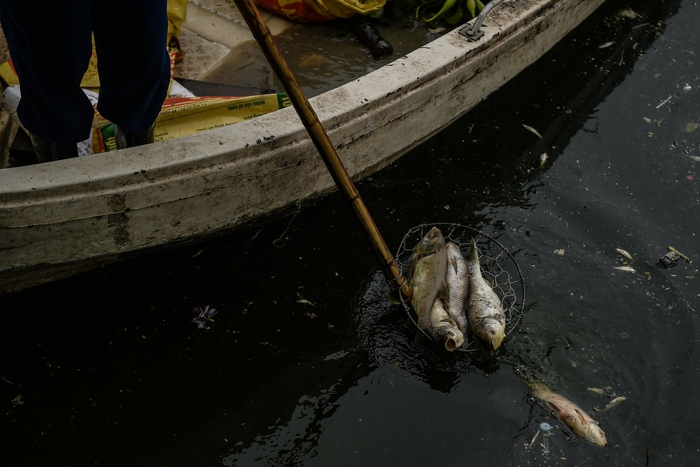Hà Nội: Người dân nhăn mặt trước cảnh cá chết hàng loạt, bốc mùi hôi thối nồng nặng tại Hồ Tây - Ảnh 6.