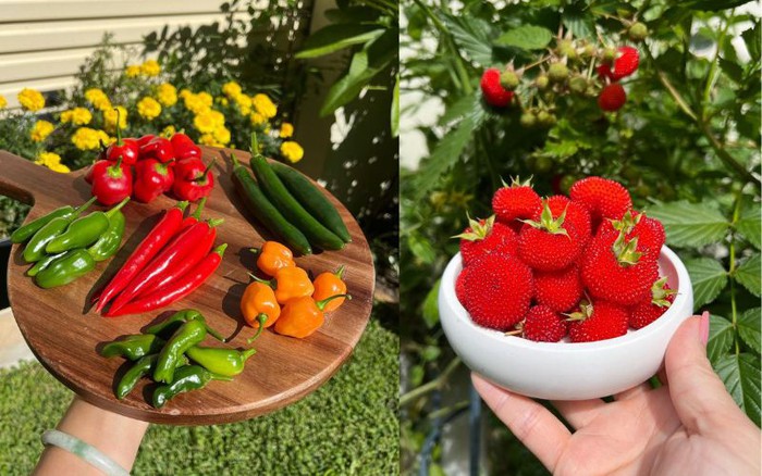 Quá mê làm vườn, hàng xóm nhường cả đất trước nhà cho trồng trọt: Thành quả vượt mong đợi!