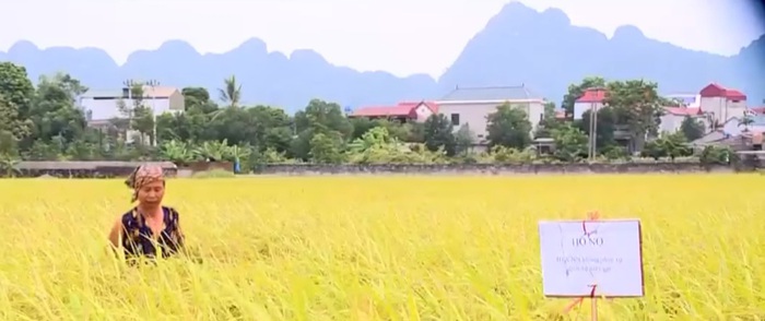 HTX nông nghiệp Tuy Lai dùng lúa làm &quot;con tin&quot;  - Ảnh 2.