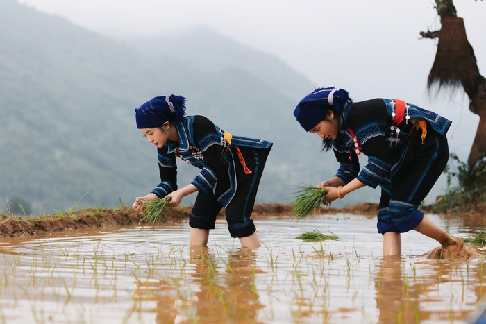 Nguyễn Thu Hằng lội ruộng diễn cảnh cấy lúa trong thời tiết dưới 10 độ