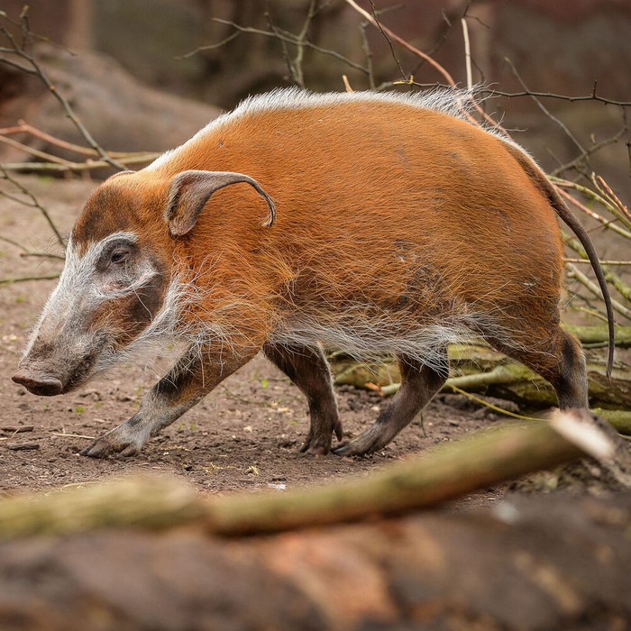 Red river hog: Loài lợn bảnh bao nhất thiên nhiên- Ảnh 3.